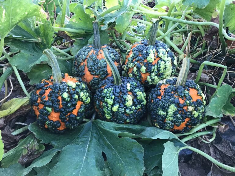 Miniwarts Pumpkin Farmore Seedway