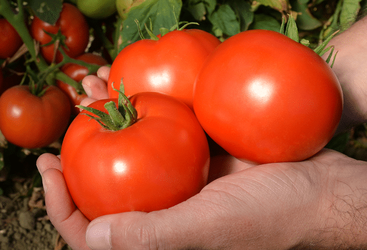Red Mountain Tomato (Not Treated) | Seedway