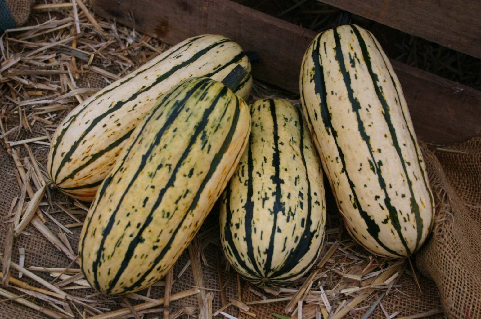 Bush Delicata Squash (Treated Seed) Seedway