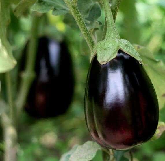 Black Beauty (Treated Seed) Seedway