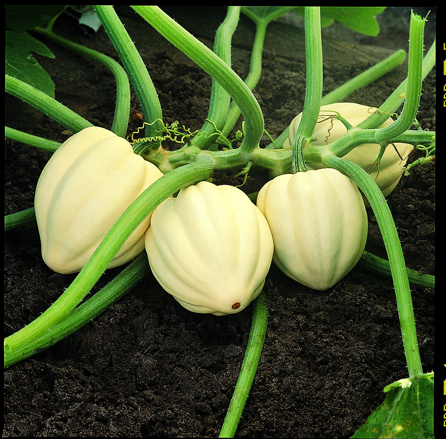 Cream Of The Crop (Farmore) Seedway