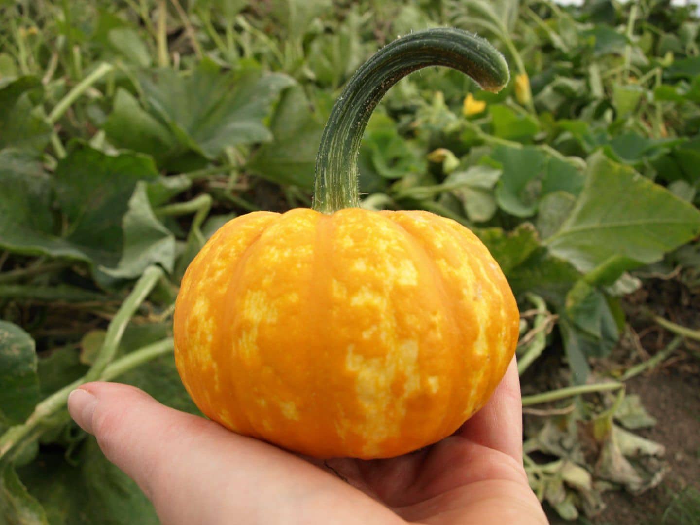 Crunchkin Pumpkin Farmore Seedway