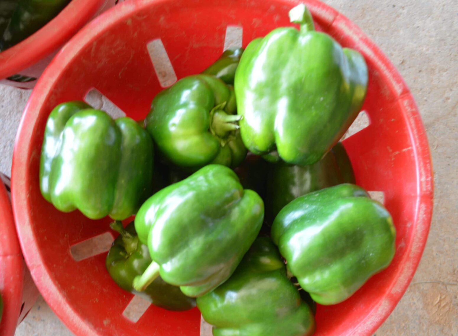 Currier Bell Pepper (Treated Seed) Seedway