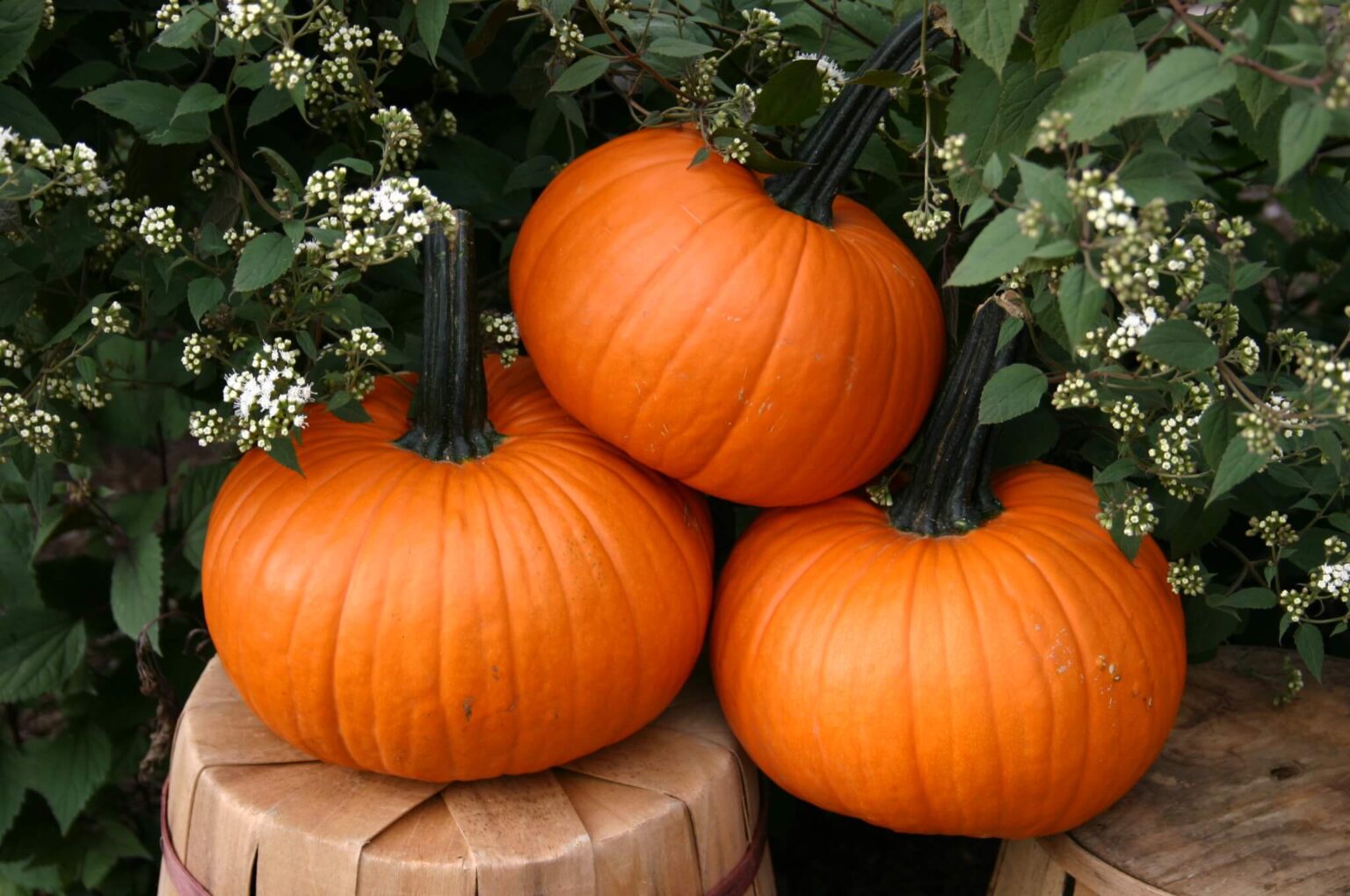 Field Trip Pumpkin Farmore Seedway