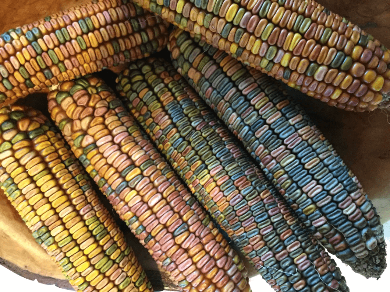 Earth Tones Ornamental Corn (Not Treated) | Seedway