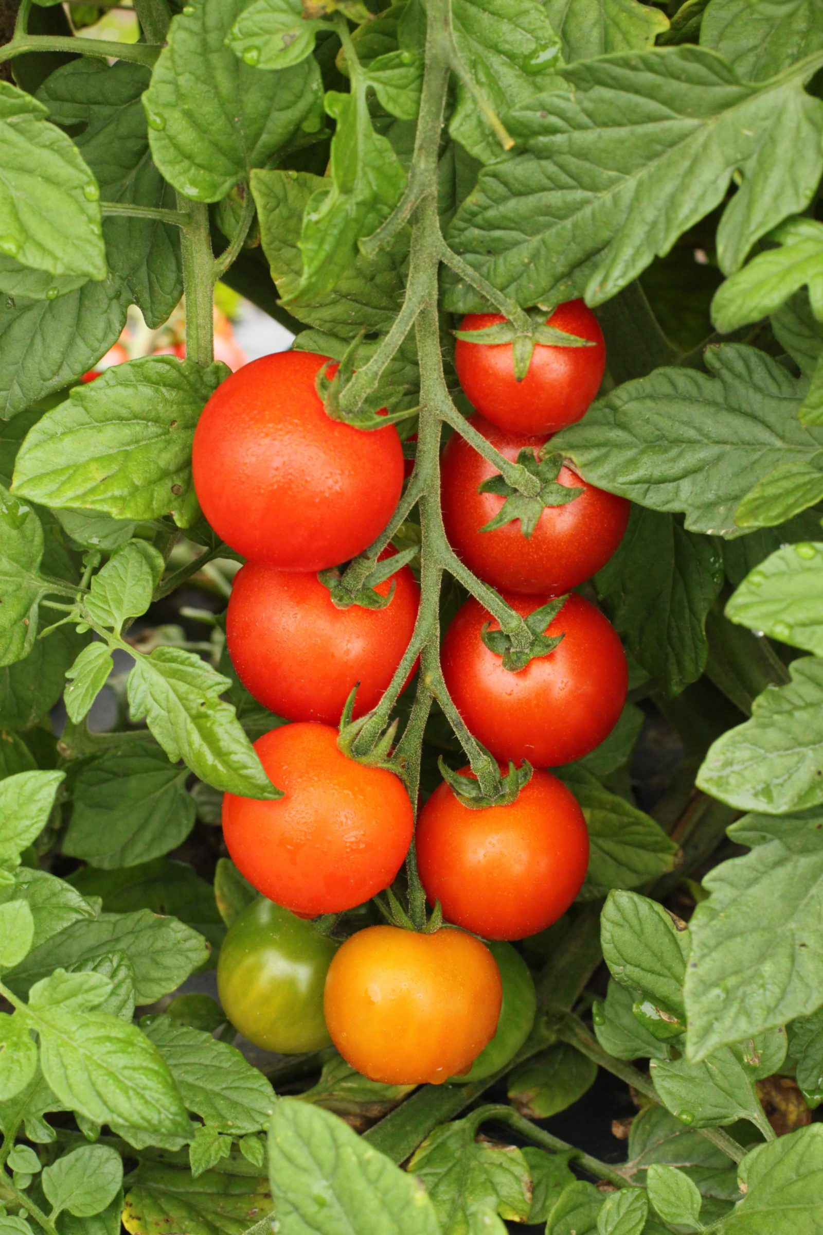Sakura Tomato Seedway