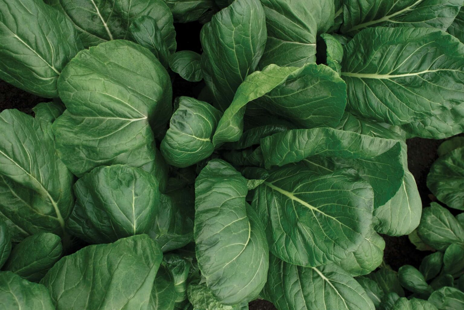 Southern Green Turnip (Treated Seed) Seedway