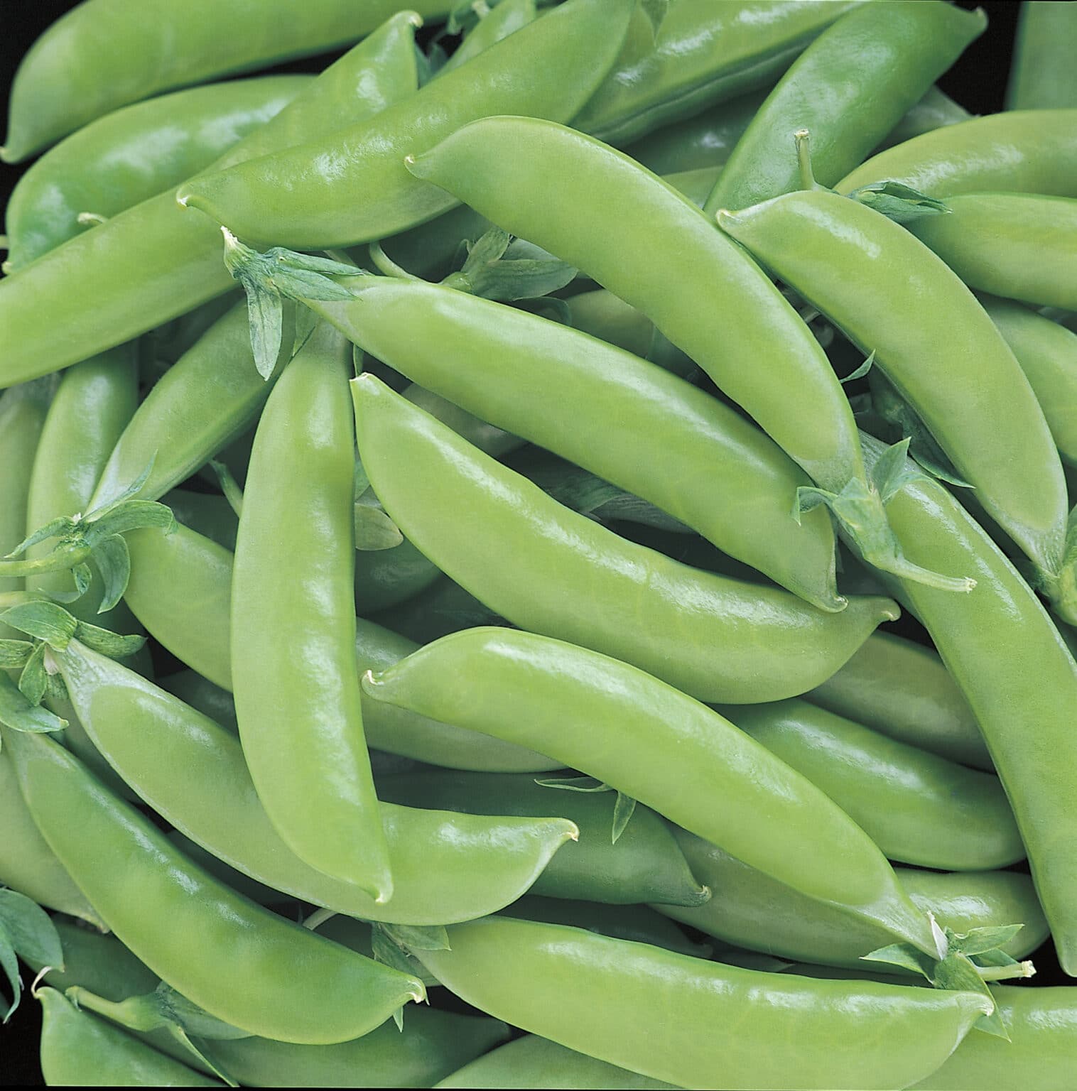 Super Sugar Snap Peas (Not Treated) Seedway
