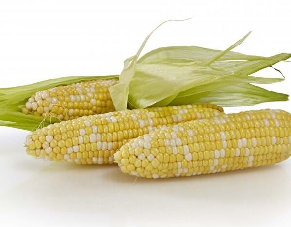 Temptation Ii Sweet Corn Performance Series Cruiser Treated Seedway