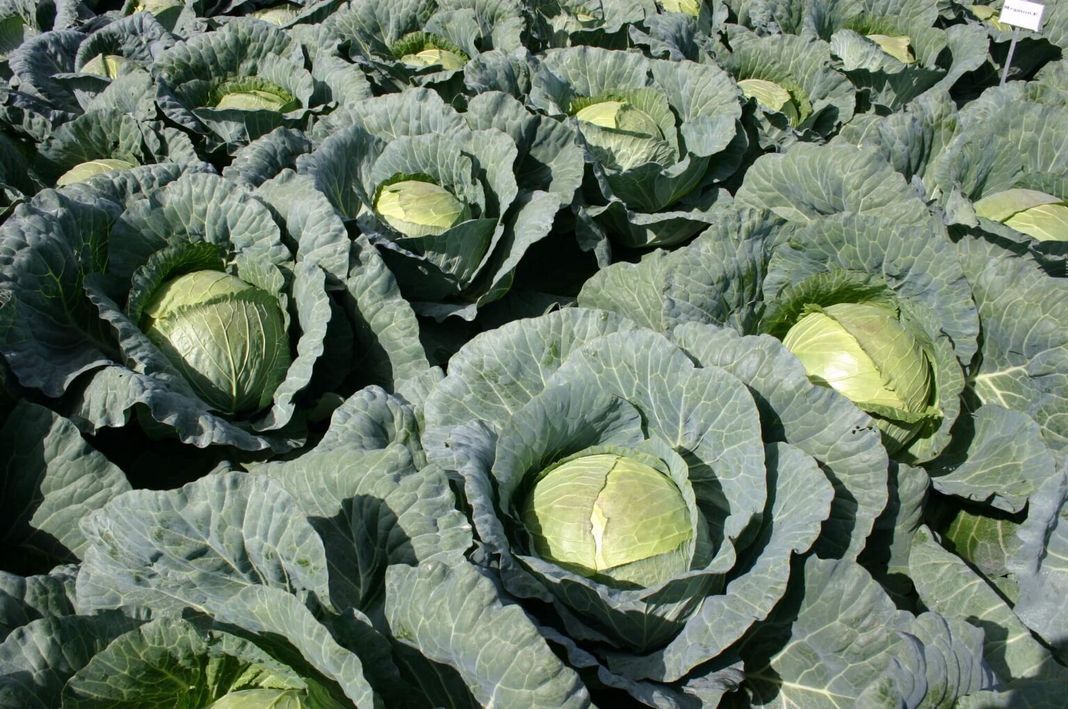 Megaton Cabbage (Treated Seed) Seedway