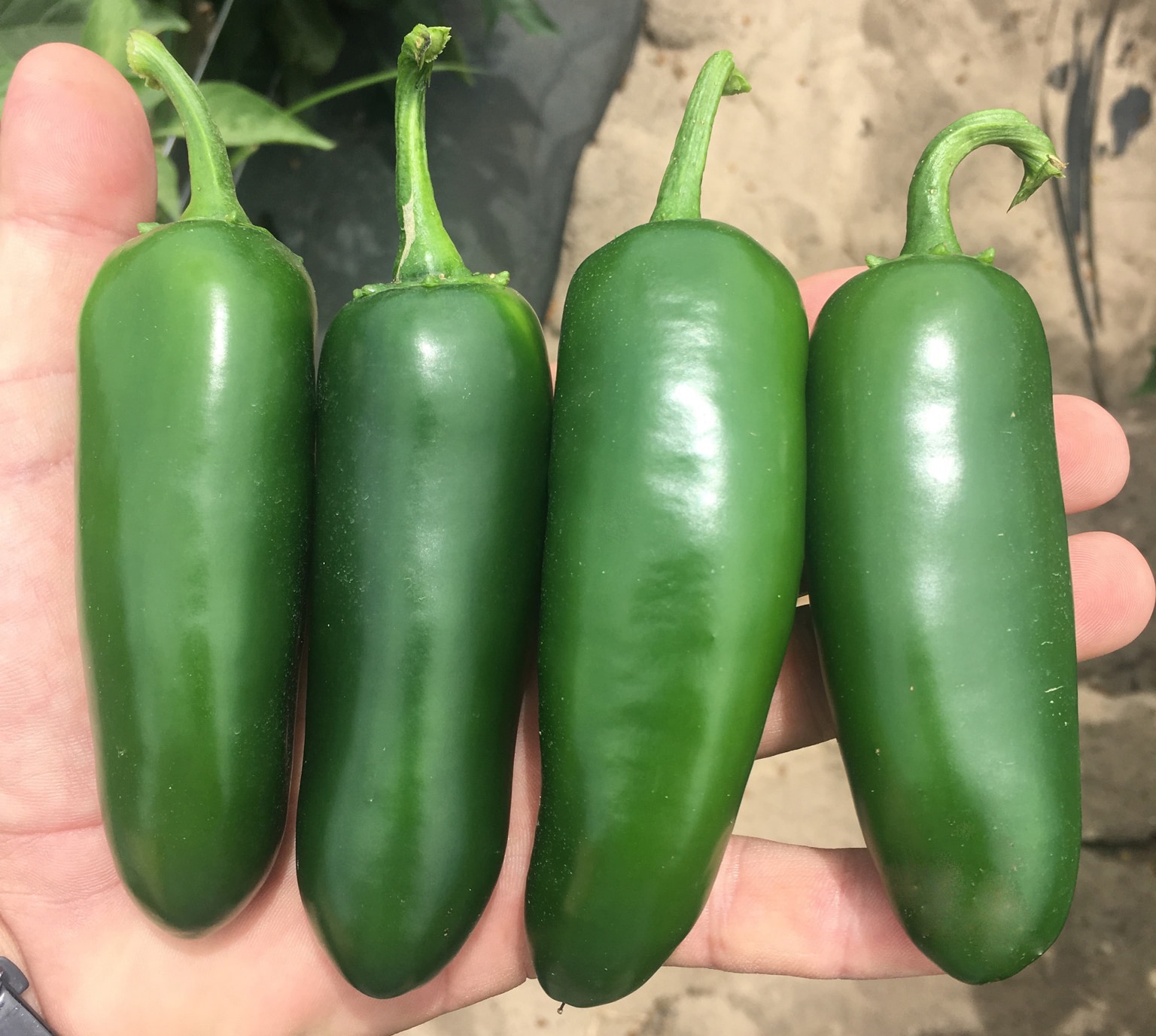 Baluarte (Not Treated) - SEEDWAY Exclusive | Seedway