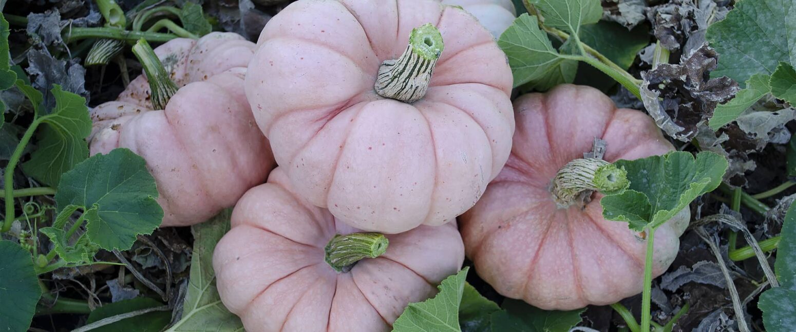 Porcelain Princess Pumpkin (Treated Seed) Seedway