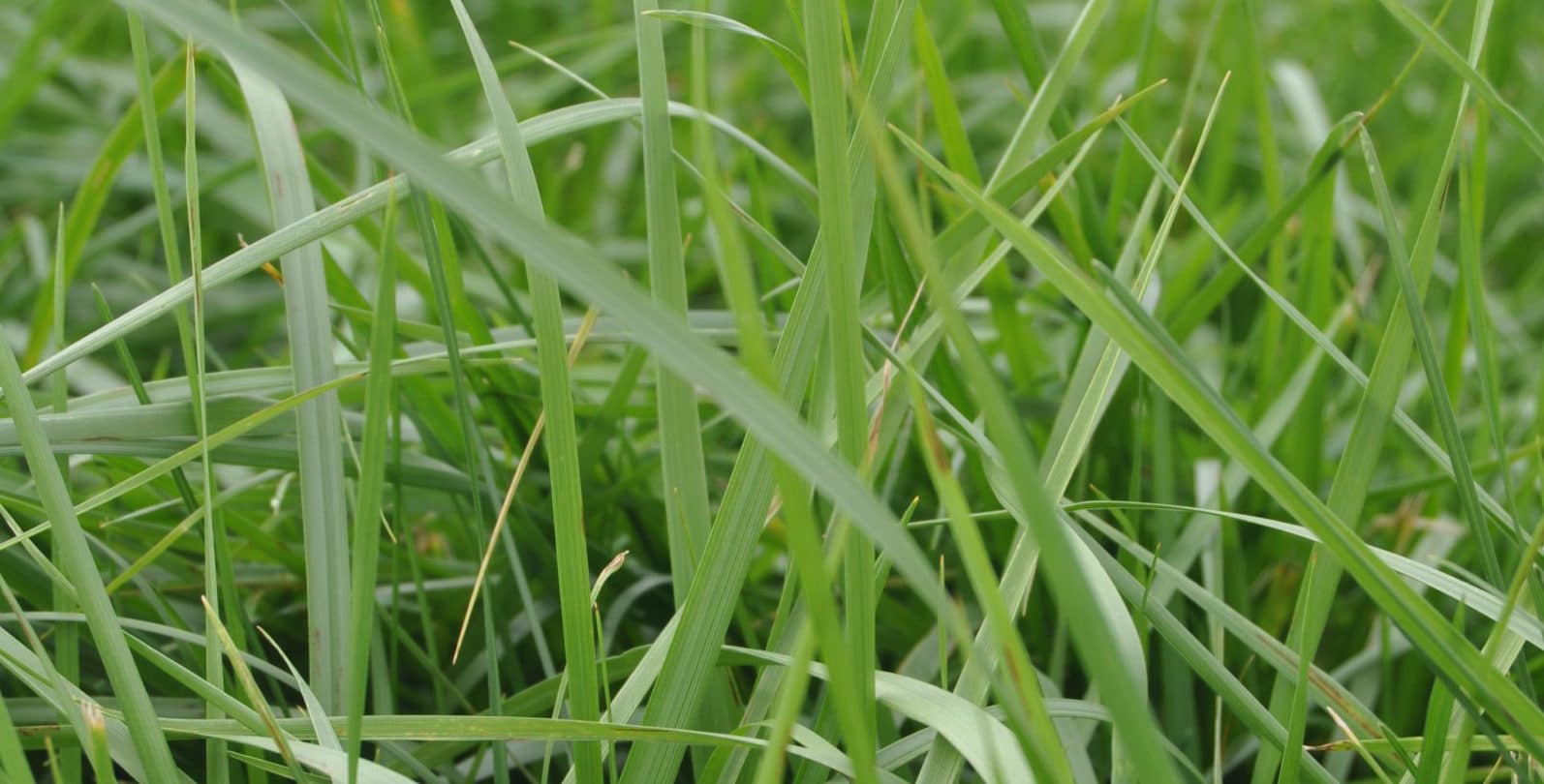 Category Fescue Seedway