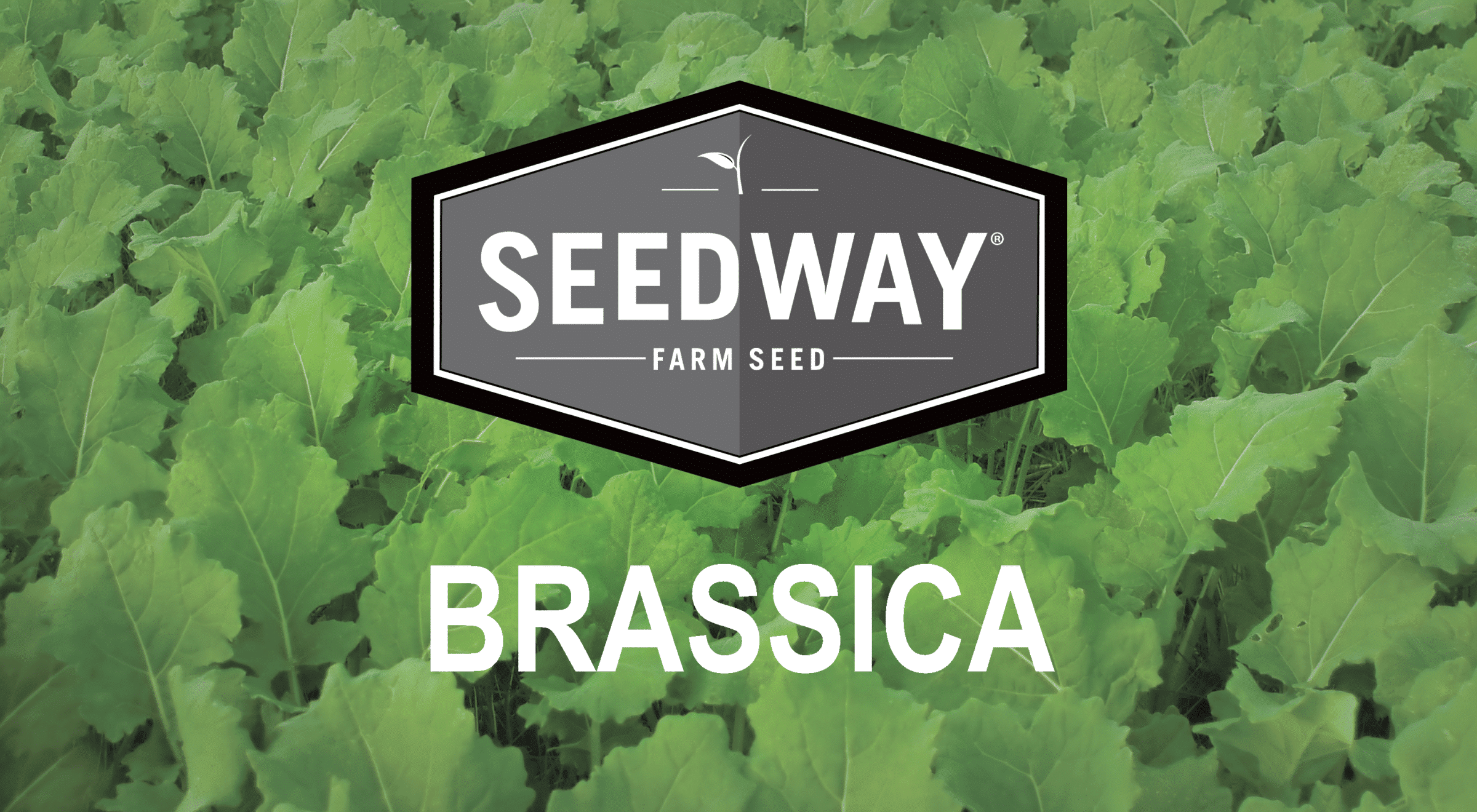 Vivant Hybrid Brassica Seedway
