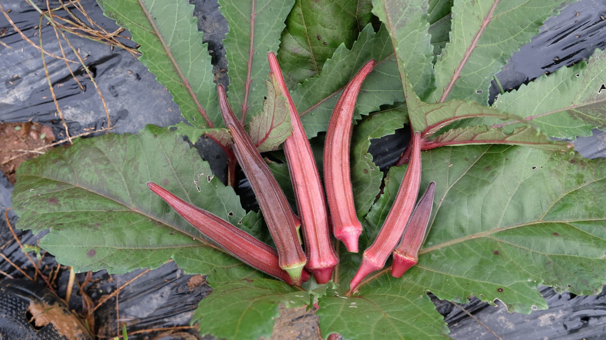 Burgundy Okra (Not Treated) Seedway