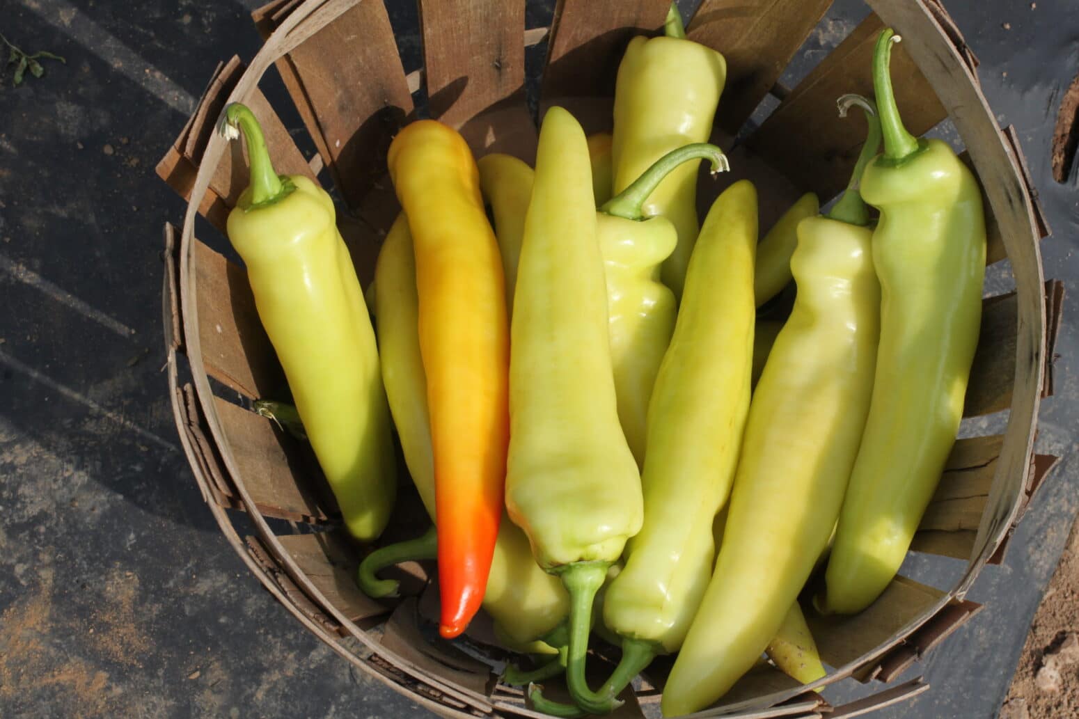 Blazing Banana Pepper (Treated Seed) Seedway